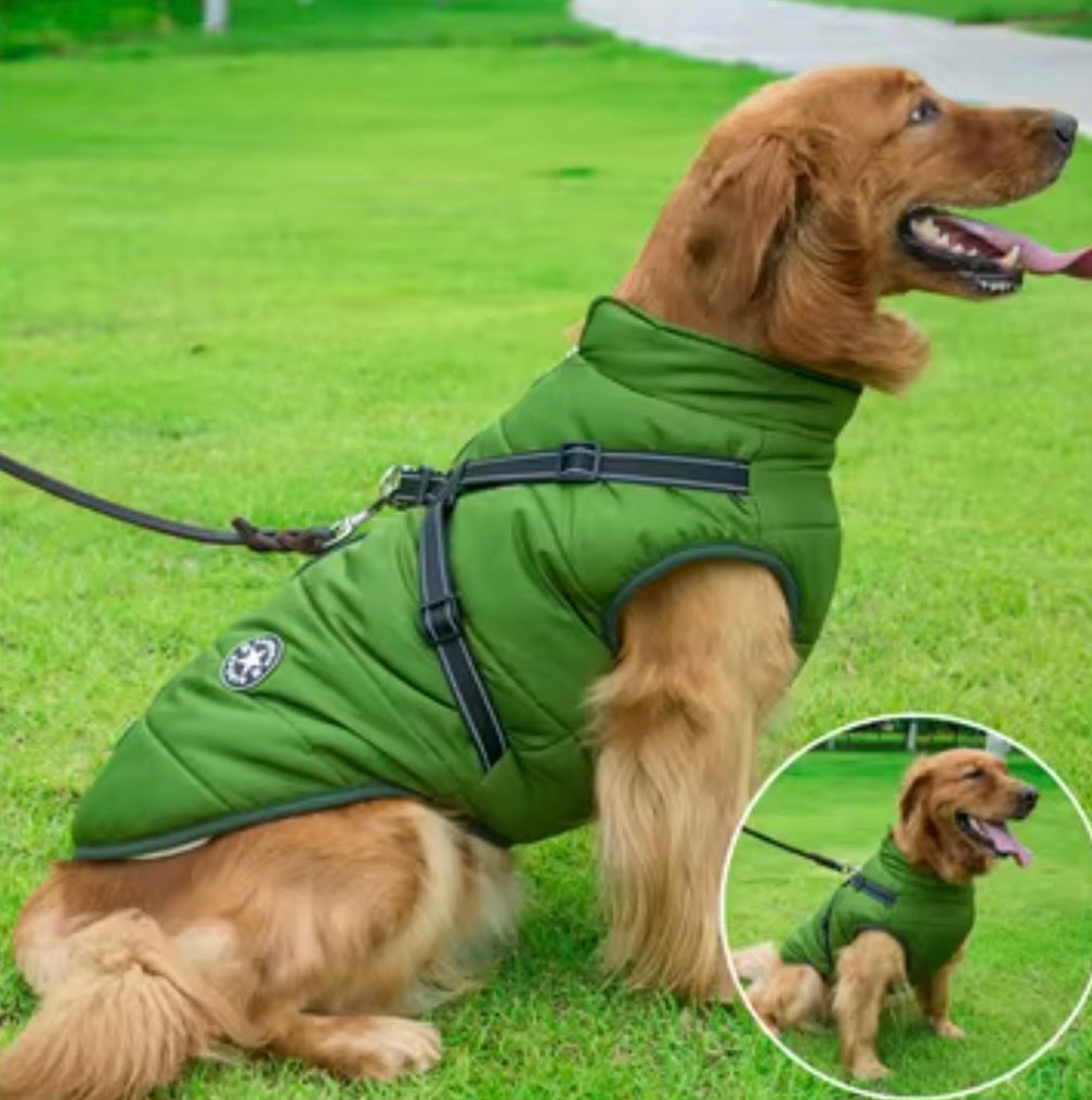 Chien portant son manteau imperméable prêt à voyager