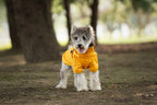 Manteau Chien Imperméable Léger avec Harnais Intégré - Bandes Réfléchissantes
